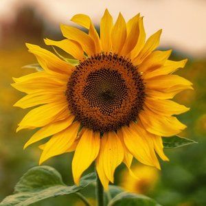 Meet your Posher, Monica